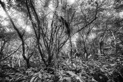 MG_3794a