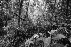 MG_4612a
