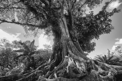 MG_4723a